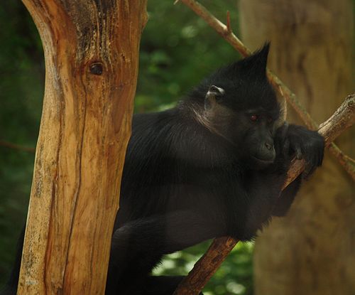 Black crested mangabey